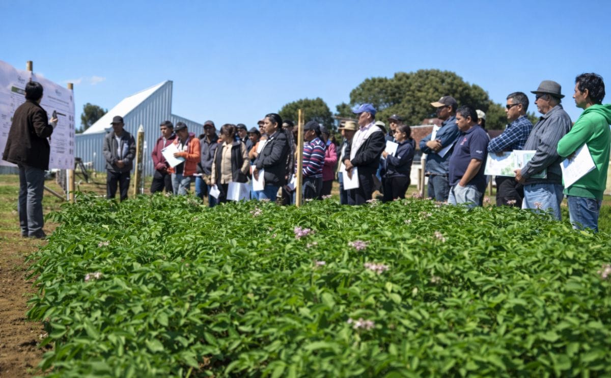 La papa fue uno de los cultivos más afectados por la sequía en Chile La papa fue uno de los cultivos más afectados por la sequía en Chile