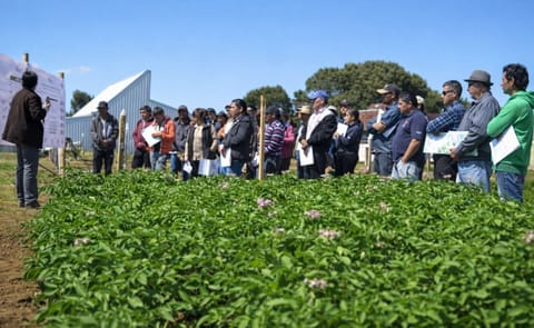 La papa fue uno de los cultivos más afectados por la sequía en Chile La papa fue uno de los cultivos más afectados por la sequía en Chile