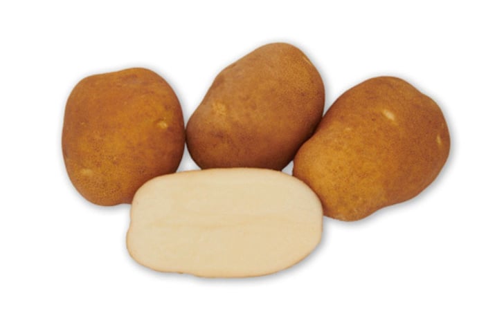 PACIFIC RUSSET PACIFIC RUSSET