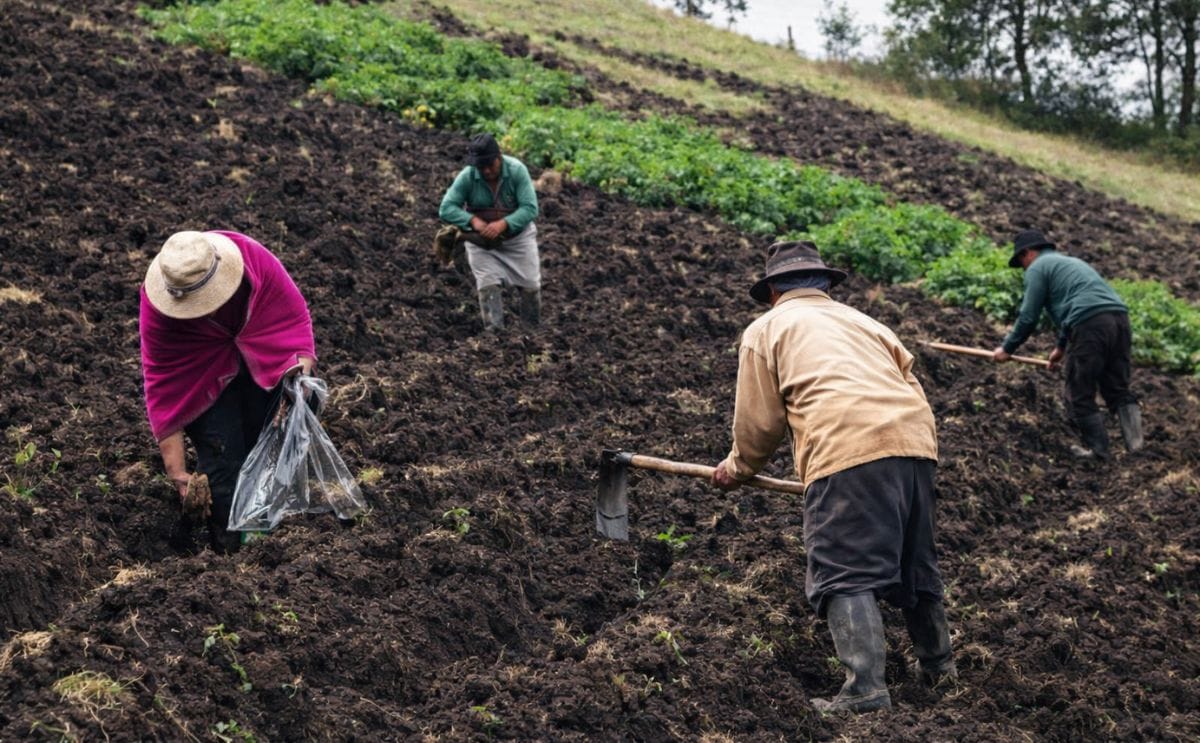 Ecuador: La productividad de la papa aumentó en 9 toneladas