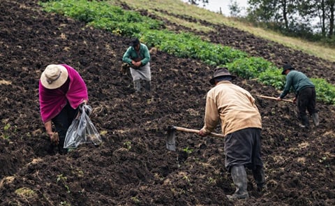 Ecuador: La productividad de la papa aumentó en 9 toneladas Ecuador: La productividad de la papa aumentó en 9 toneladas