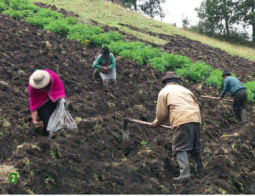 Ecuador: La productividad de la papa aumentó en 9 toneladas