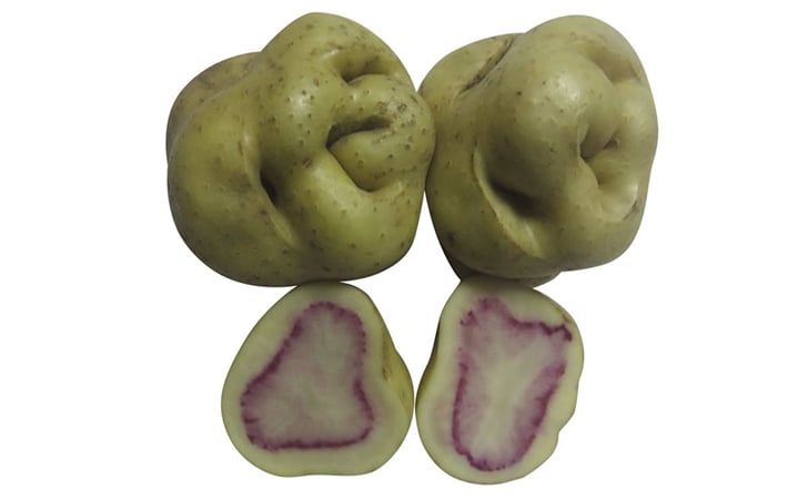 PAJARITIKA PAJARITIKA