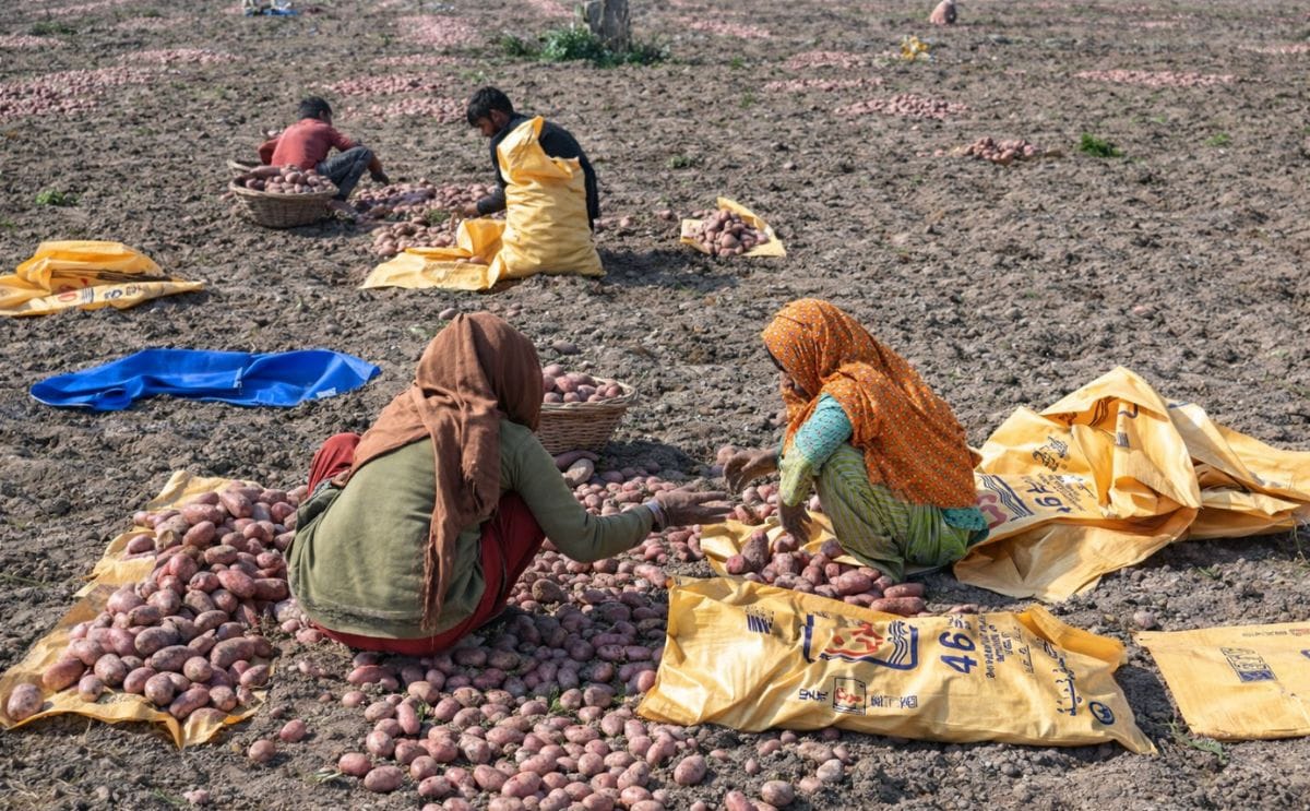 Farmers harvest potatoes at a field on the outskirts of Lahore, Pakistan
