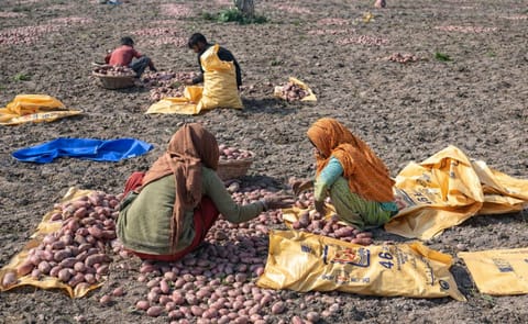 Farmers harvest potatoes at a field on the outskirts of Lahore, Pakistan Farmers harvest potatoes at a field on the outskirts of Lahore, Pakistan