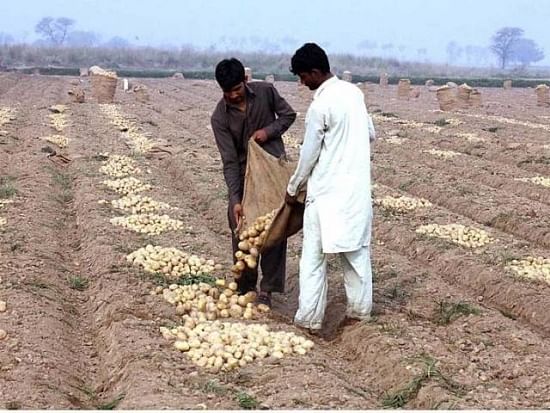 Potato Cultivation in Pakistan