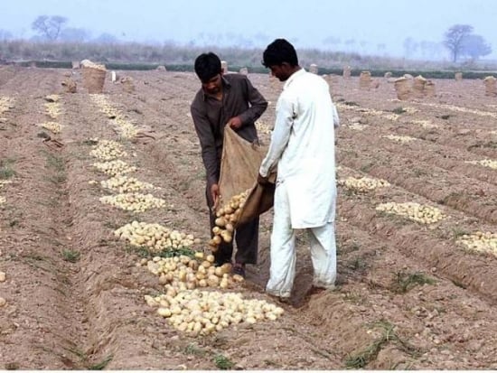 Potato Cultivation in Pakistan Potato Cultivation in Pakistan