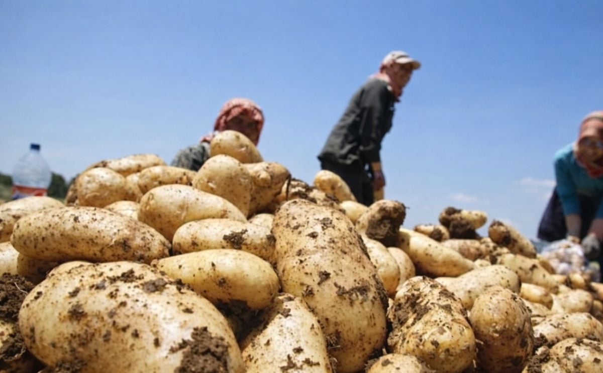 Massive potato crop in Pakistan may bring in record foreign exchange Massive potato crop in Pakistan may bring in record foreign exchange