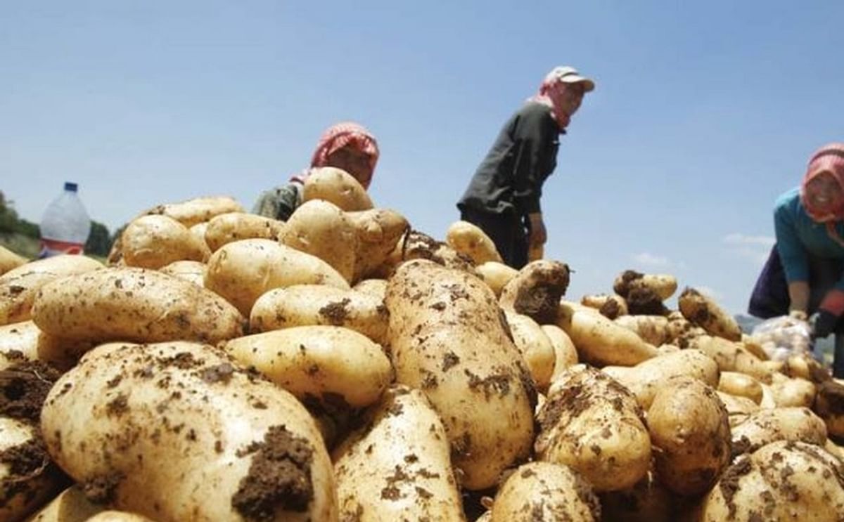 Pakistan expects a bumper potato crop that may bring in record foreign exchange