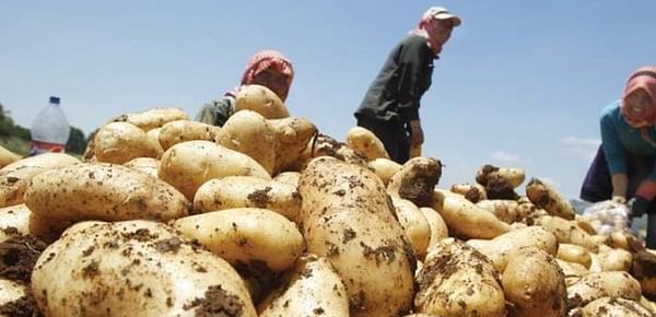 Massive potato crop in Pakistan may bring in record foreign exchange