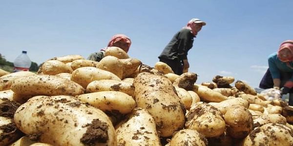 Massive potato crop in Pakistan may bring in record foreign exchange