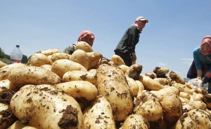 Pakistan expects a bumper potato crop that may bring in record foreign exchange