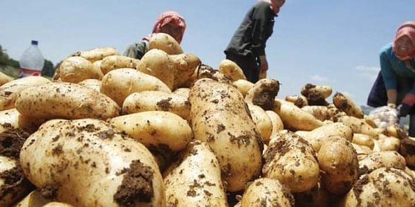 Pakistan: No duty on potato export and no plans to import potatoes