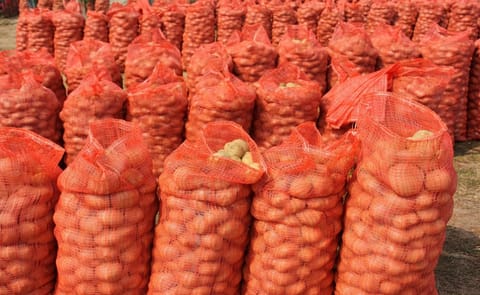 Pakistan can export up to one million tons of potatoes Pakistan can export up to one million tons of potatoes