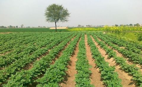 Potato field in Punjab, Pakistan taken on March 7, 2011 (Courtesy: Stolid Flower) Potato field in Punjab, Pakistan taken on March 7, 2011 (Courtesy: Stolid Flower)