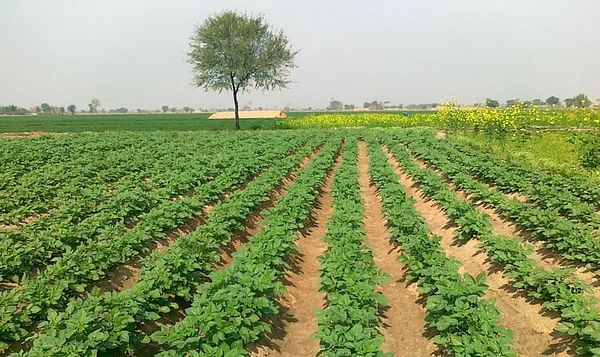 Potato Growers Pakistan concerned by false rumors of Export Ban, Duties