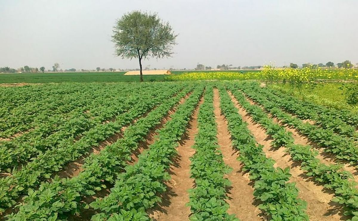 Potato field in Punjab, Pakistan taken on March 7, 2011 (Courtesy: Stolid Flower)