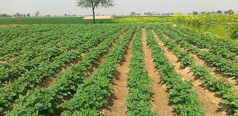 Potato Growers Pakistan concerned by false rumors of Export Ban, Duties