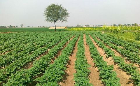 Potato field in Punjab, Pakistan taken on March 7, 2011 (Courtesy: Stolid Flower) Potato field in Punjab, Pakistan taken on March 7, 2011 (Courtesy: Stolid Flower)