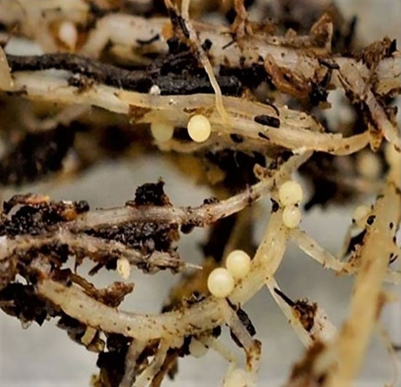  A close-up photo of pale cyst nematode (Globodera pallida) cysts on susceptible potato roots. (Courtesy: The American Phytopathological Society)