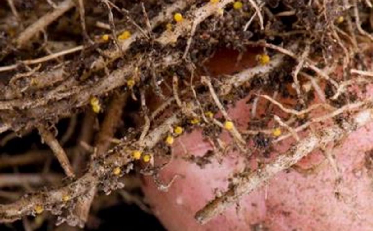 Pale potato cyst nematodes(Globoder pallida) 