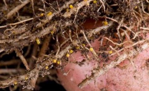 Pale potato cyst nematodes(Globoder pallida) Pale potato cyst nematodes(Globoder pallida)