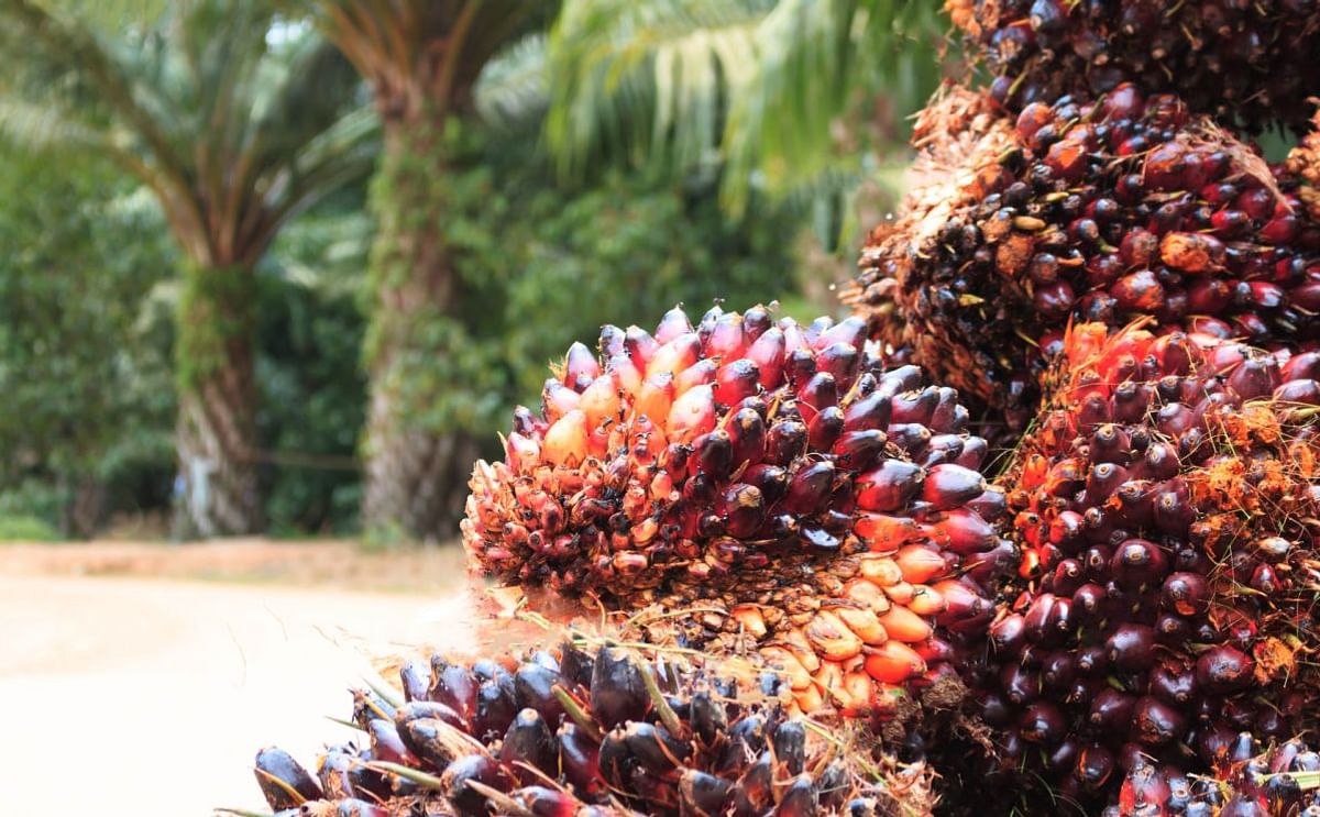Loders is an established leader in the growing $33 billion semi-specialty and specialty B2B oils market. Its portfolio includes the full range of palm and tropical oil-derived products. Shown above: oil palm fruit.
