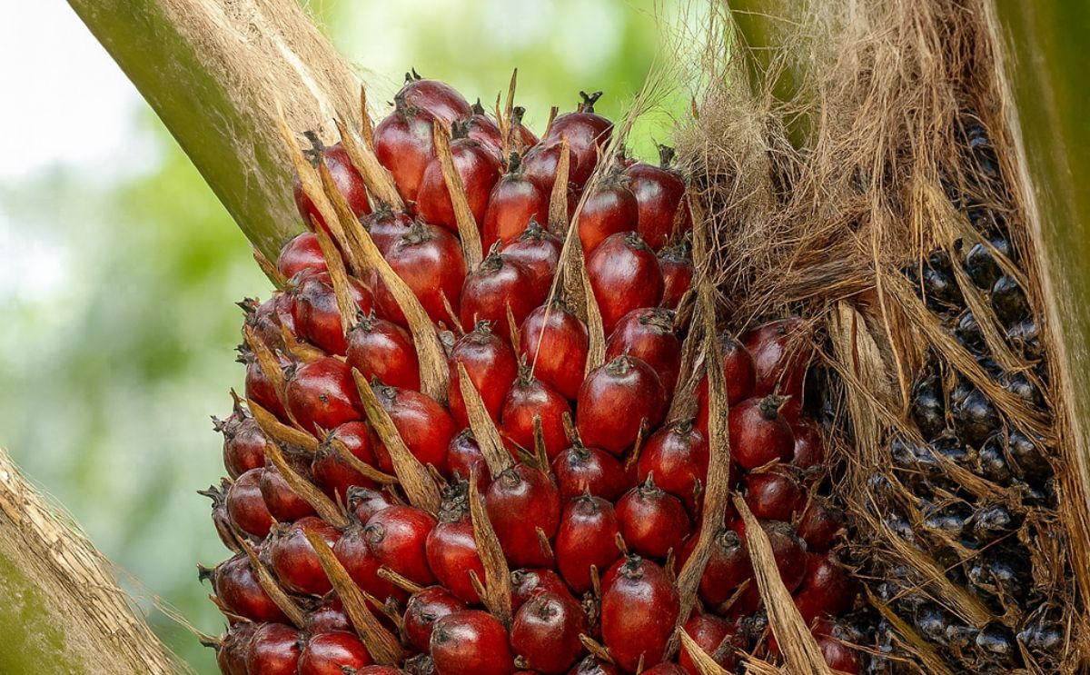 Gain Report;Oil Seeds and Products Malaysia: Palm oil prices reach record high