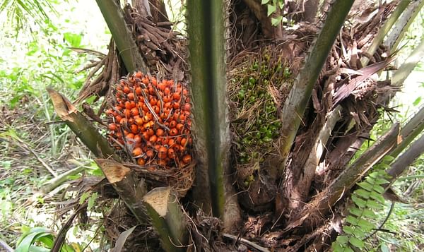 Lamb Weston / Meijer receives Sustainable Palm Oil Award