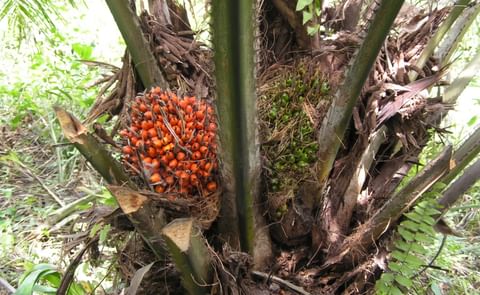 Oil palm fruit, the source of palm oil. Oil palm fruit, the source of palm oil.