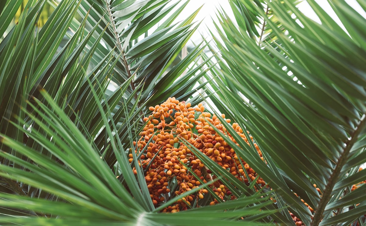Palm oil Palm oil