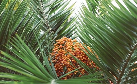 Cargill commits to supply RSPO certified sustainable palm oil to customers by 2015 Cargill commits to supply RSPO certified sustainable palm oil to customers by 2015