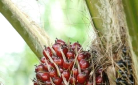 Sustainable Palm Oil coming soon Sustainable Palm Oil coming soon