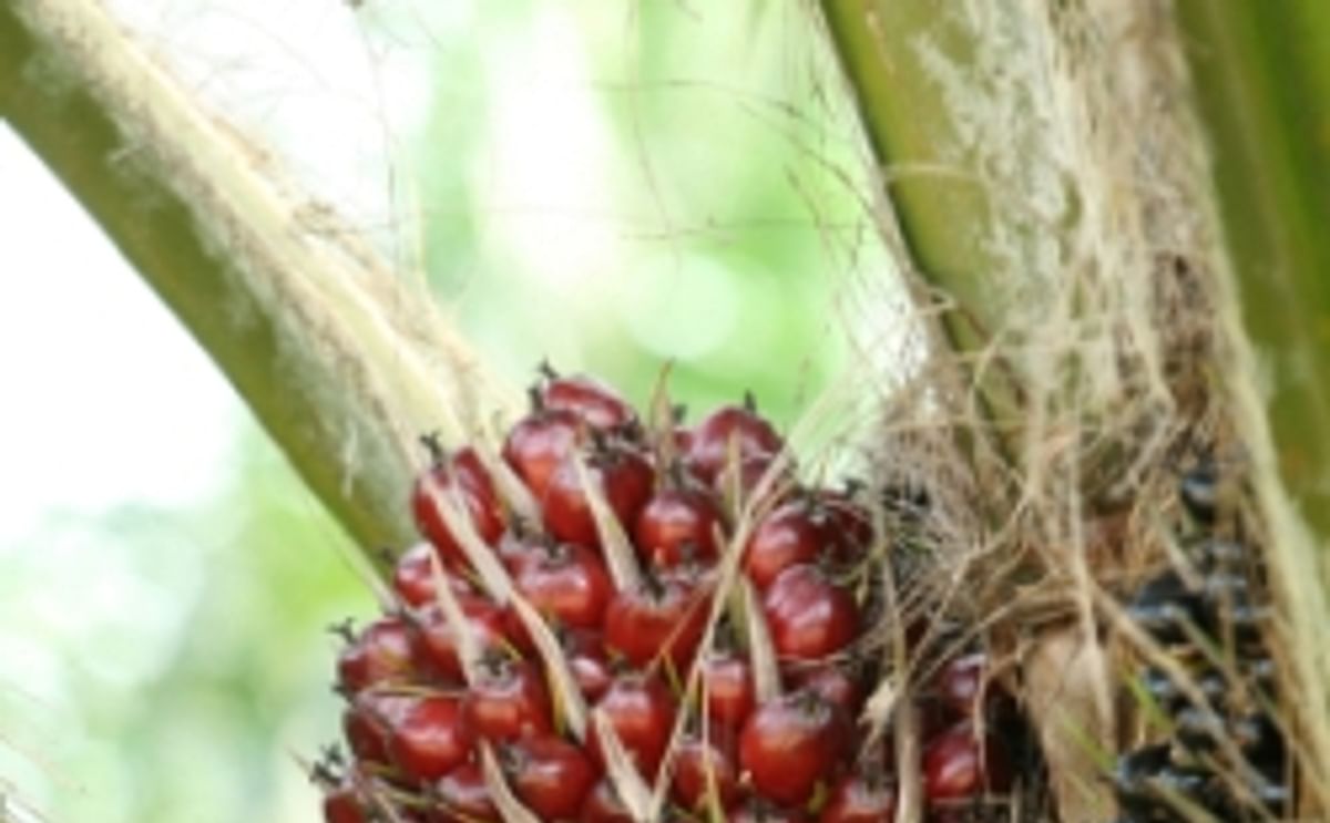 Palmolieprijs rondt kaap van 1.000 euro per ton
