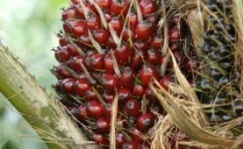 The Netherlands Commits to Solely Using Sustainable Palm Oil by 2015 The Netherlands Commits to Solely Using Sustainable Palm Oil by 2015