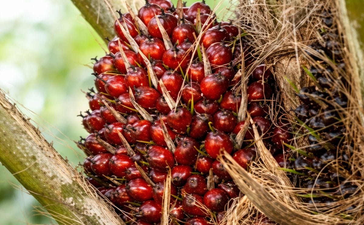 Palm oil Palm oil
