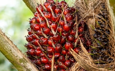Sustainable Palm Oil coming soon Sustainable Palm Oil coming soon
