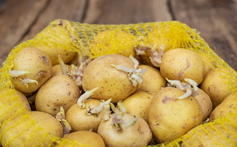 Quality Seed Potatoes: The Foundation of High-Yield Potato Farming