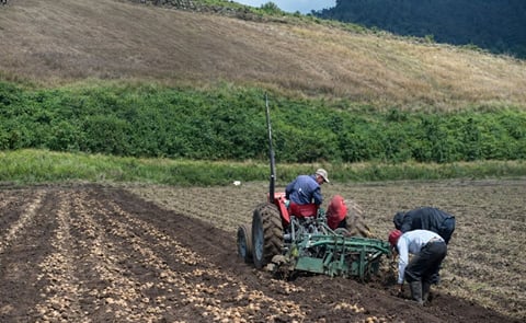 Panamá empieza a producir su propia semilla de papa Panamá empieza a producir su propia semilla de papa