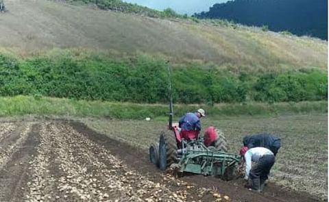 Panamá empieza a producir su propia semilla de papa Panamá empieza a producir su propia semilla de papa