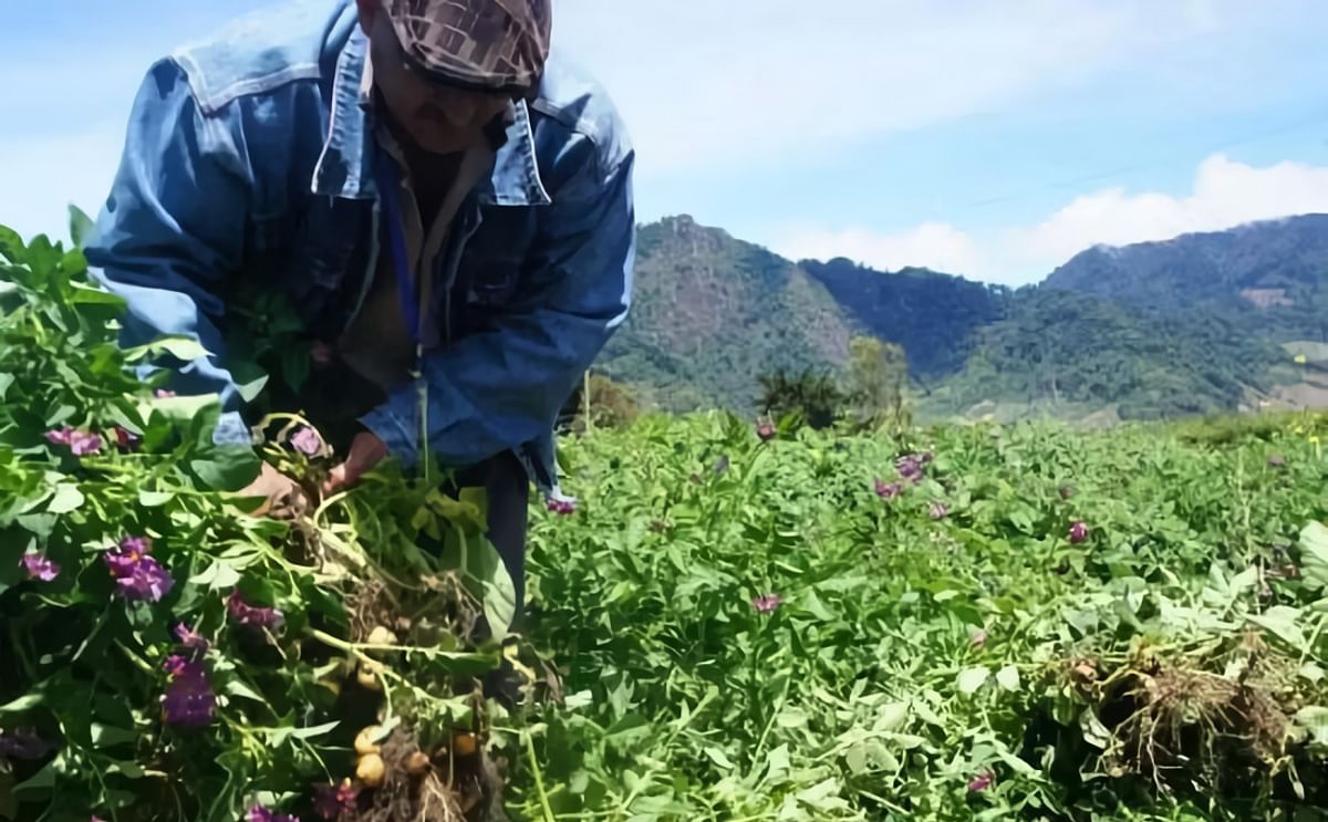 Llega a Panamá la papa ‘gourmet’ peruana 