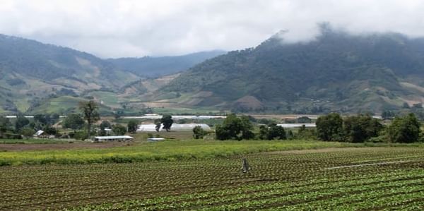 Research suggests highland farmers in Panama could start growing potatoes