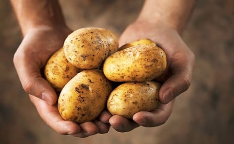 Suministro de papas está garantizado en Panamá Suministro de papas está garantizado en Panamá