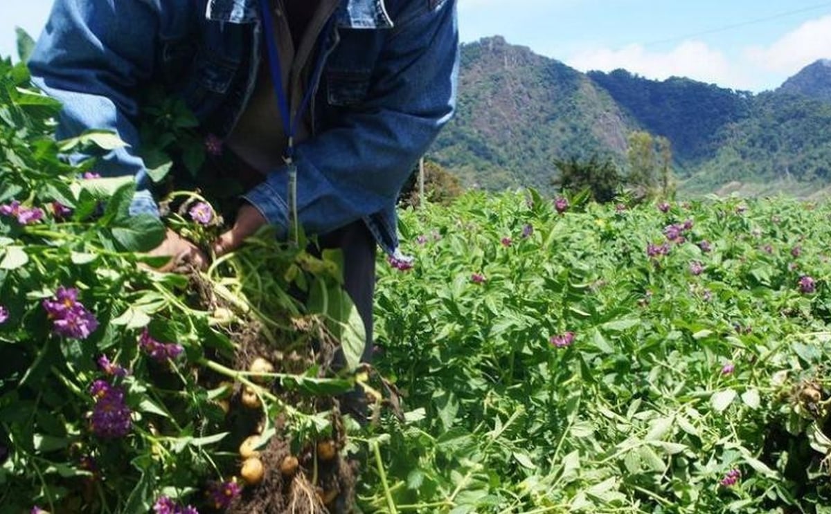 Potato field in Panama Potato field in Panama
