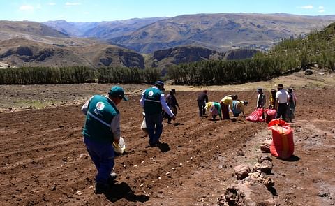 Perú (Cusco): Promueven cultivo de diversas variedades de papa nativa en el distrito de Lares Perú (Cusco): Promueven cultivo de diversas variedades de papa nativa en el distrito de Lares