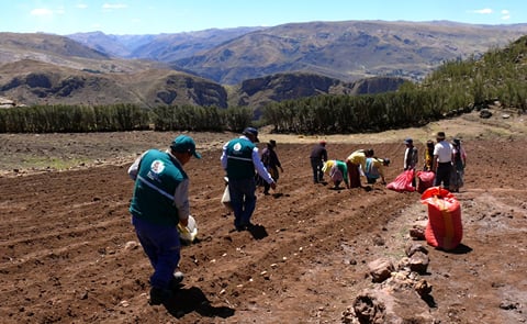 Perú (Cusco): Promueven cultivo de diversas variedades de papa nativa en el distrito de Lares Perú (Cusco): Promueven cultivo de diversas variedades de papa nativa en el distrito de Lares