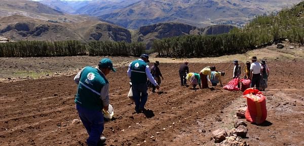 Perú (Cusco): Promueven cultivo de diversas variedades de papa nativa en el distrito de Lares