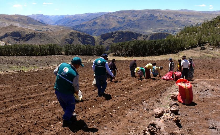 Perú (Cusco): Promueven cultivo de diversas variedades de papa nativa en el distrito de Lares