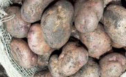 Colombia cerca de tener superpapas Colombia cerca de tener superpapas