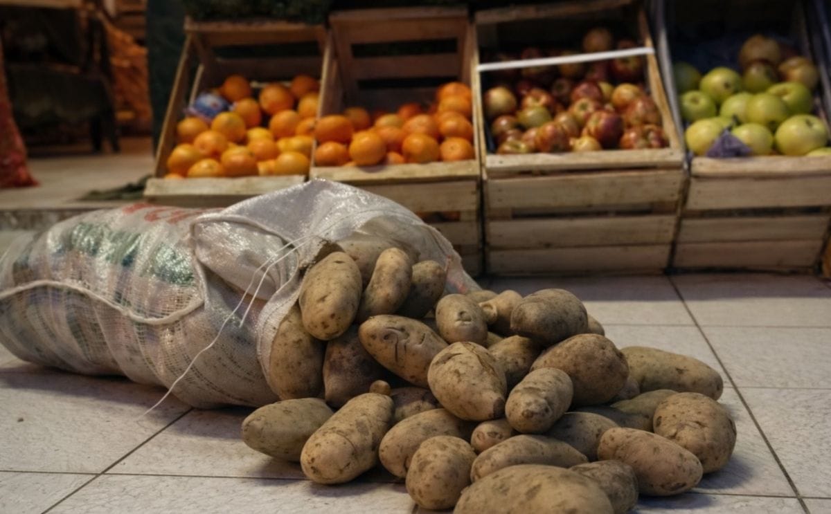 Chile: Detectan venta de papa argentina en área libre de plagas Chile: Detectan venta de papa argentina en área libre de plagas